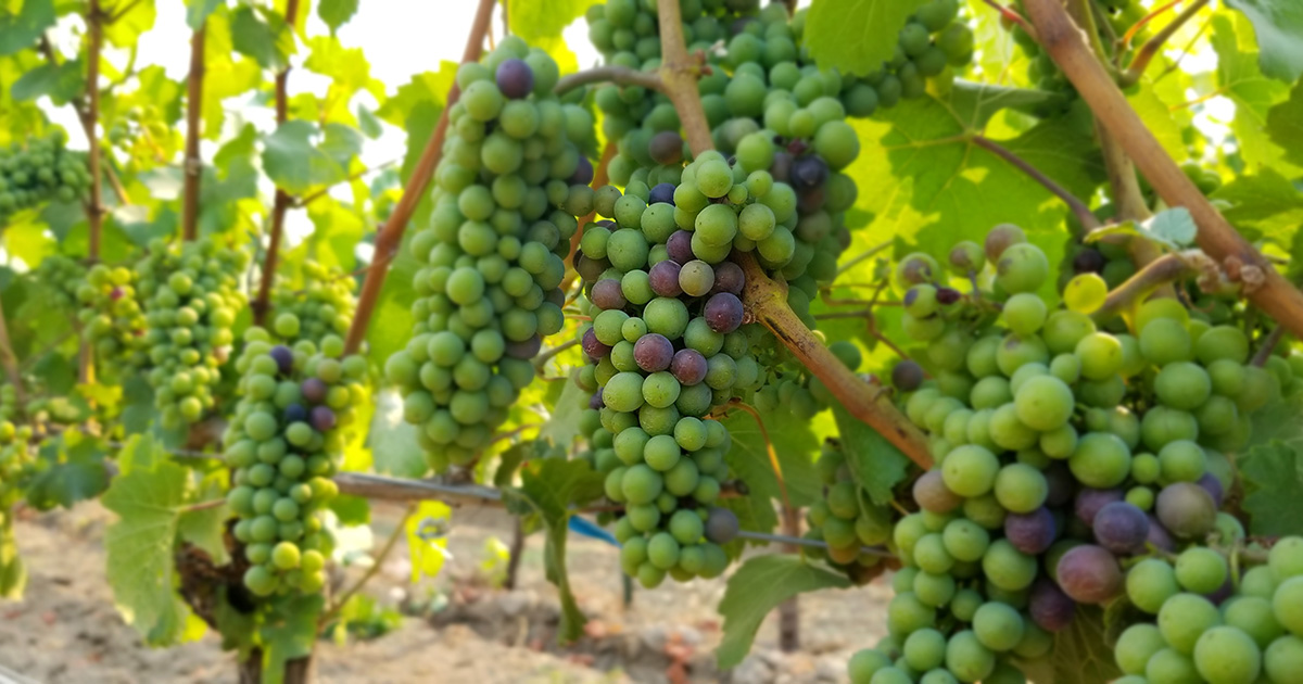 Baby Grapes