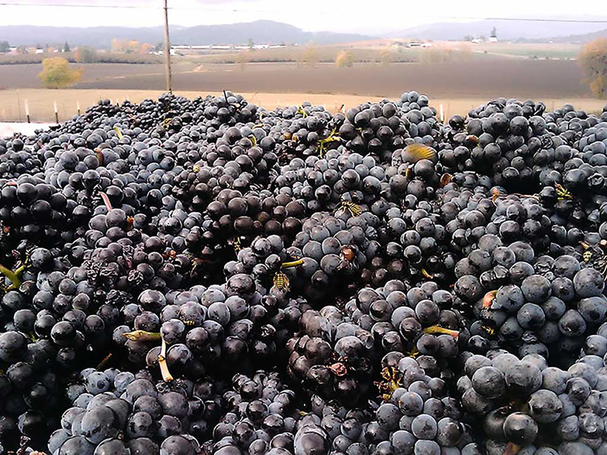 Fresh Picked Pinot