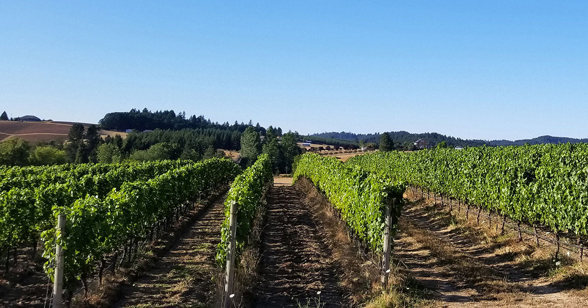 Rows and rows of Pinot