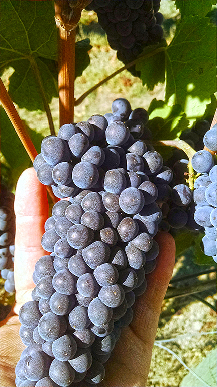 Pinot Cluster