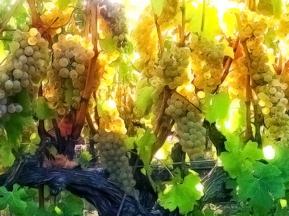 Ripe Chardonnay