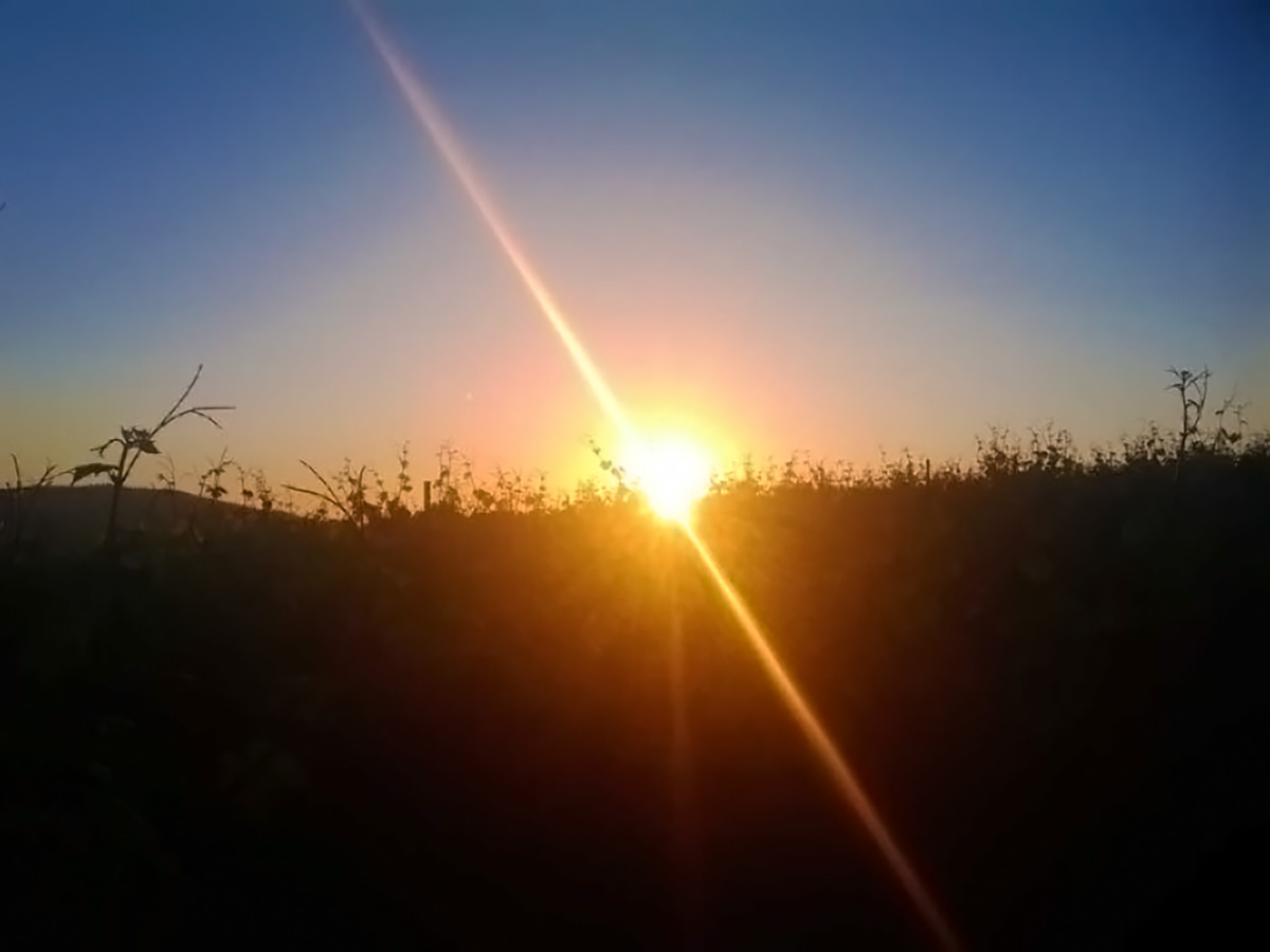 Sun Through the Vines